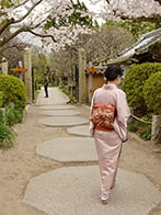 満開の桜です　趣味の手織り「紬の帯」です。